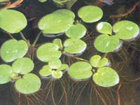 Limnobium Mordisco de rana Lentejon